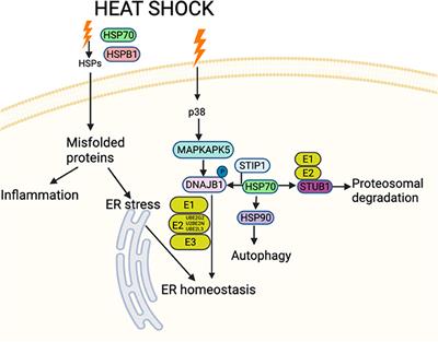 Hypoglycemia Impairs the Heat Shock Protein Response: A Risk for Heat Shock in Cattle?